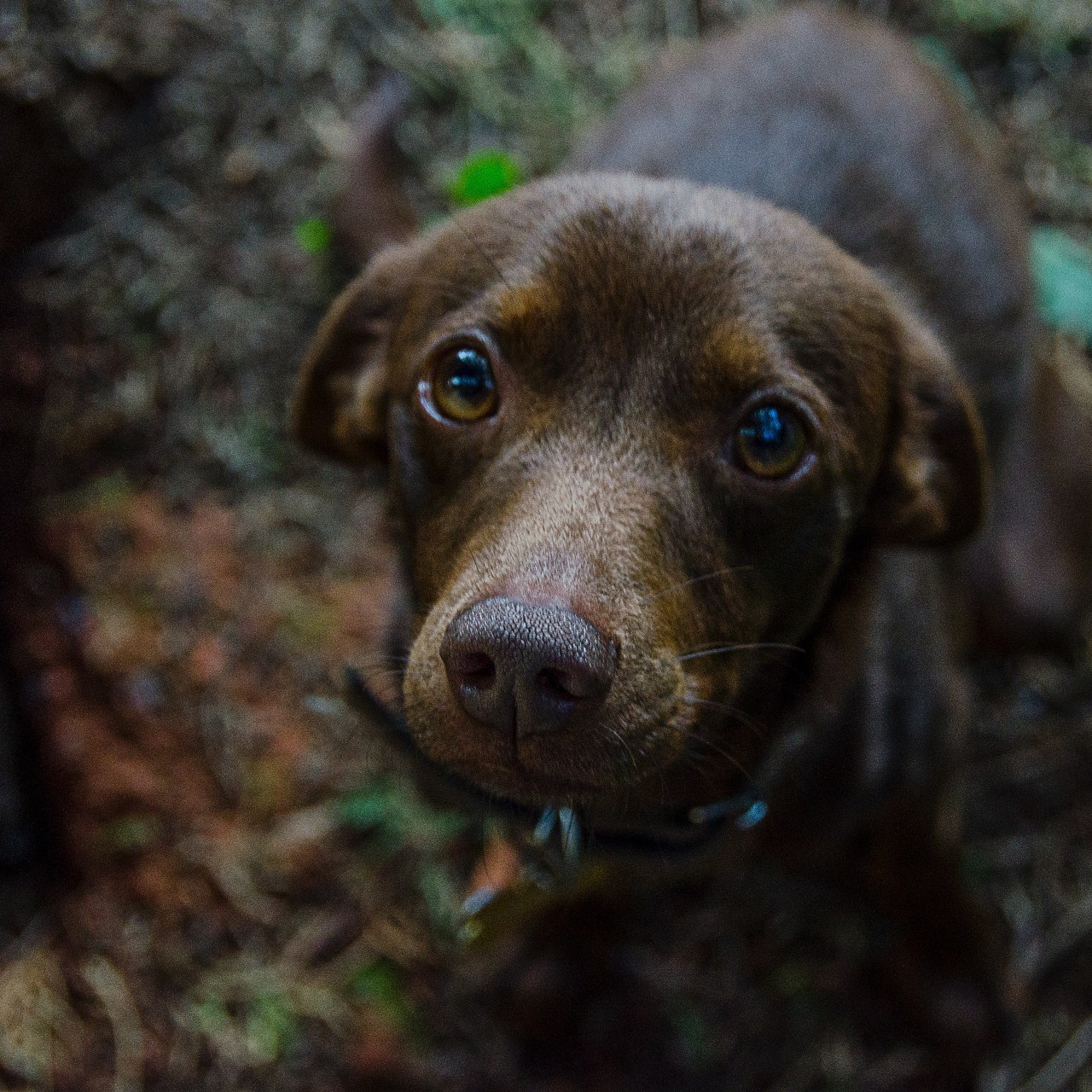 Dog in a forest
