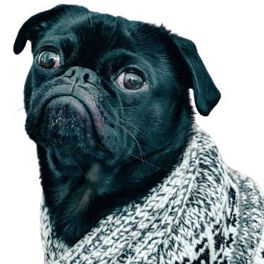 Dog with sweater