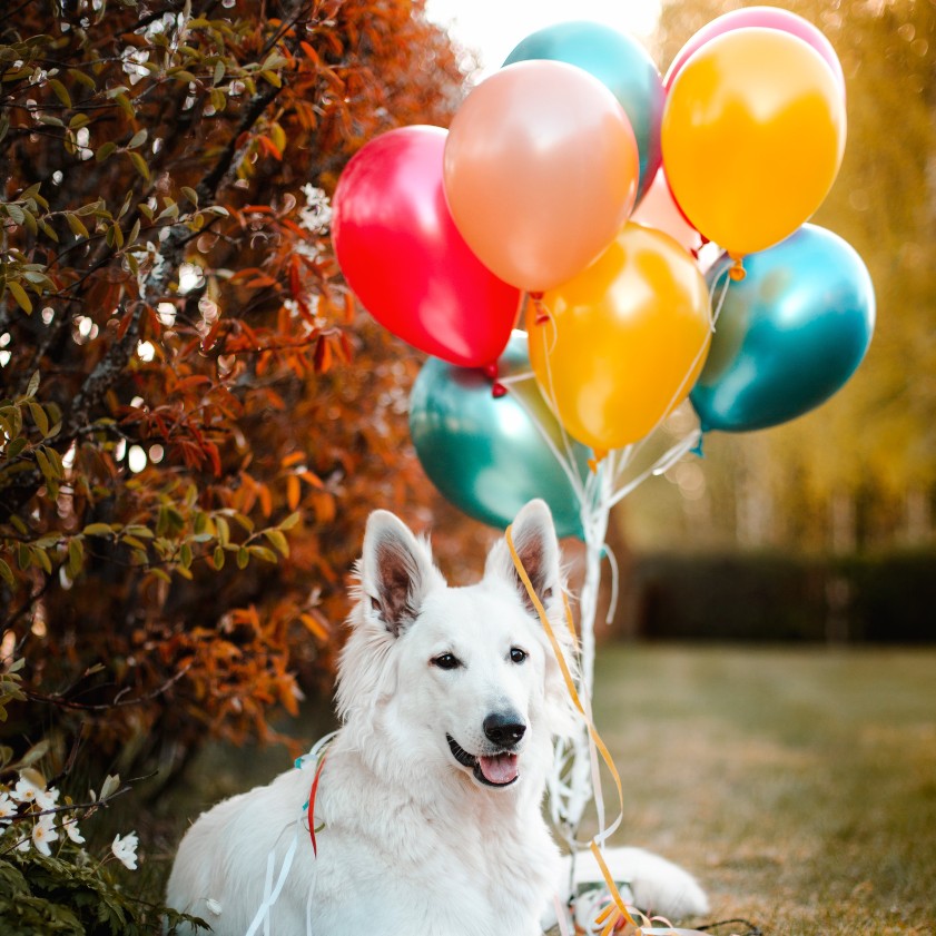 Dog with ballons