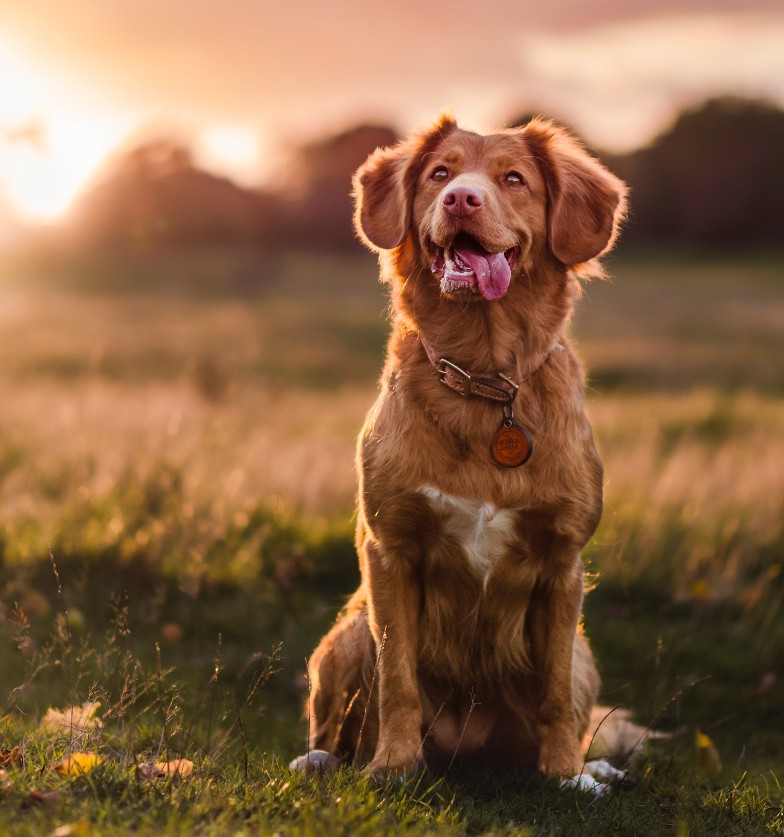 Dog with sun behind